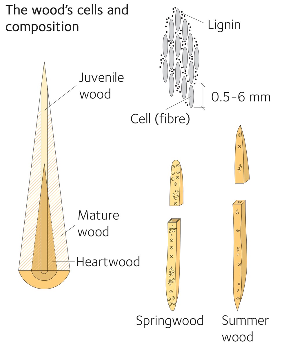 Mature Woods