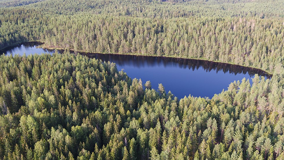 Skog och sjö mindre.jpg